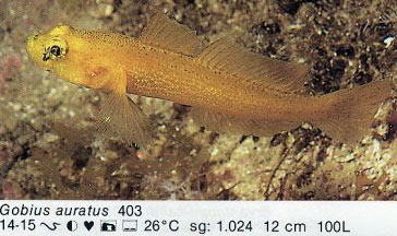 Gobius auratus